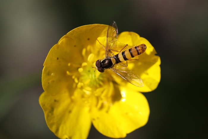 Macro chalet aout 2010 - 090